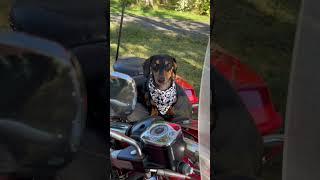 Talking a walk on the wild side. #wienerdog  #dachshund  #harleydavidson #influencer #doginfluencer