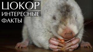 Цокор - интересные факты