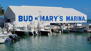 Bud N' Mary's Marina / Islamorada / Florida Keys / Bull Sharks