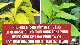 Chia sẽ loại phân tưới cho cây bị lá vàng,  cuốn lá . Sau ba tuần cây sử dụng rất hiệu quả ..