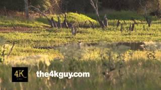 4K UHD 60fps - White-Tailed Deer (Odocoileus virginianus) walking towards viewer