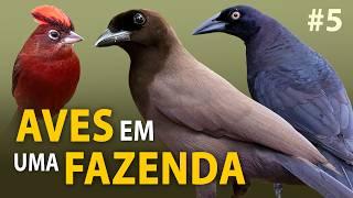 AVES no PANTANAL: PASSARINHANDO em uma FAZENDA no Pantanal | Gralhas, araras, seriemas e mais