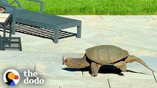 A Giant Snapping Turtle Showed Up This Family’s Yard With An Amazing Surprise | The Dodo Wild Hearts