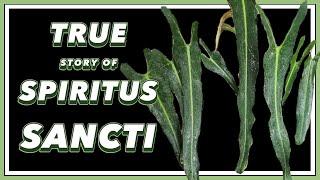 The DRAMA Filled Past of Philodendron Spiritus Sancti | Pretty in Green Documentary