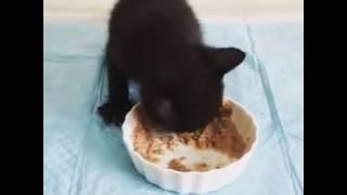 離乳期子猫の食事風景