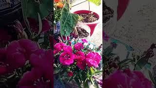 Morning has broken#shorts #youtube #morning