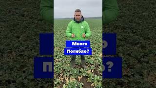 90% ПОГИБЛО? ОЗИМЫЙ РАПС! #блогер #сельскоехозяйство #farmerslife #agro