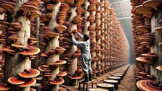 Millions Tons of Red Reishi Mushrooms Are Harvested and Processed in Japan – Reishi Mushrooms Farm