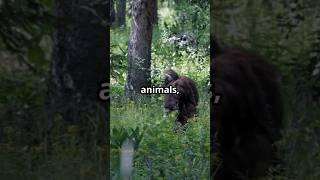 The Mystery Of Bigfoot Sasquatch#paranormal #supernatural #bigfoot #mystery #scifi #fantasy #secret