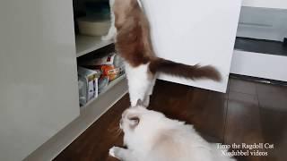 Food Thieves   (Timo the Ragdoll Cat)