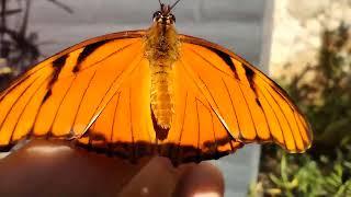 Mariposa Dione Juno, un color naranja intenso, hermoso. Sus orugas se alimentan de la pasiflora.