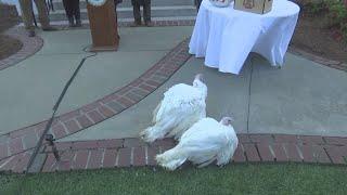 VIDEO: Gov. Kay Ivey pardons turkeys in 69th Annual Turkey Pardoning