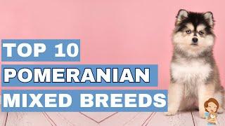 From Pomsky to Pomchi: Top 10 Pomeranian Mix Breeds