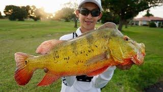 EXTREME South Florida pond hopping for PEACOCK BASS!!!