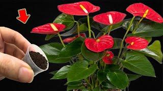 Just 1 Teaspoon! Anthuriums Grow Faster And Bloom More Than Ever
