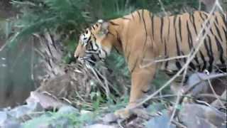 Most famous tiger of Ranthambhore. Ustad /T24 Guide vipul jain