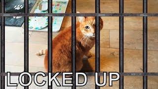 Alvi cat : locked up