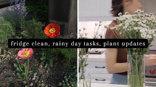 Spend some rainy days with me | fridge deep clean, plant updates!