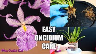 How to Care for Oncidium Orchids - Watering, Repotting, Reblooming & more! Orchid Care for Beginners