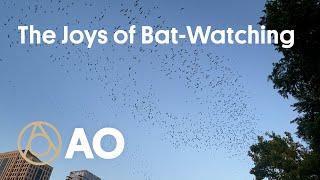 The Joys of Bat-Watching | Atlas Obscura x Visit Austin