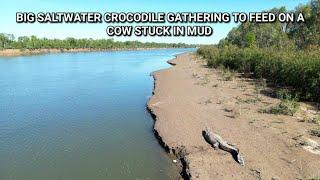 Saltwater Crocodiles congregate on a cow stuck in mud 