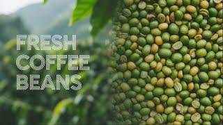 5 Best Unroasted Coffee Beans in 2025  Roast at Home Like a Pro (Green Coffee Bean Review)