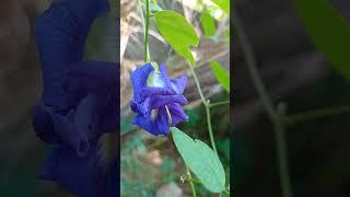 Aparajita flowers|| Types of aparajita flowers #shorts