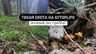 Тайный трофей: Грибная ловля в ХУТОР LIFE #охота #хуторlife