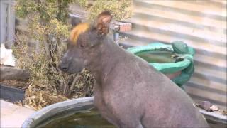 Xoloitzcuintli (Mexican hairless dogs) Xolos are great pets!