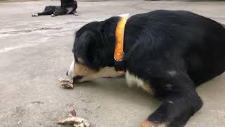 Big dogs eat cow bone episode 366| By Dog Food TV