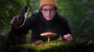 So machst du beeindruckende Pilz Fotos! Licht und Stacking Tutorial!