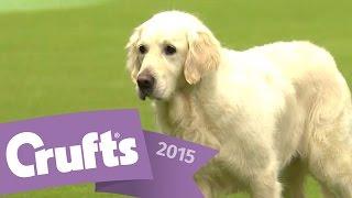 Gundog Display with Philippa Williams | Crufts 2015