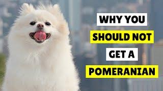 5 Reasons Why You Should NOT Get a Pomeranian 