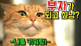 고양이의 간택을 받아 인생 역전한 노숙자의 이야기..! 그리고 그는 고양이 밥의 땅콩을 떼는데..!