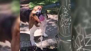 This Dog Knows How To Stay Hydrated - MJ The Beagle