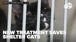 Vets tackle kitten eye ulcers with innovative serum at Charleston Animal Society