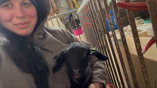 The First Lamb is HERE !! || Ranching Solo in Nova Scotia, Canada