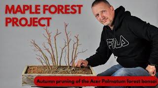 Maple Bonsai Forest project autumn pruning