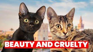 The Hidden Cruelty in Spain’s Most Beautiful City … You Won’t Believe It !