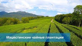 Мацестинские чайные плантации