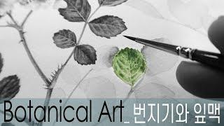 [Botanical Art]번지기와 잎맥-닦아내기 없이 잎맥을 남기고 그리는 과정