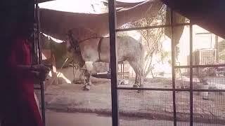 Zuljinah ki training