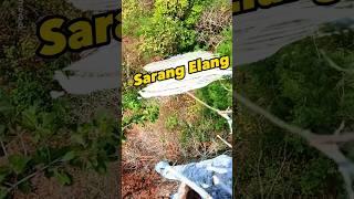 Ngintip sarang burung elang #sarangburung #birdnest #burungelang