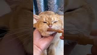 Cats #cats #catsoftiktok #catshorts #shorts #youtubeshorts #tiktok #instagram