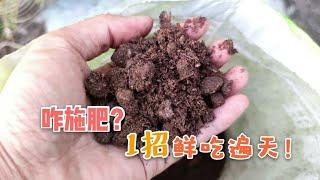 樓頂種果咋施肥？猴哥只懂1招，所謂一招鮮吃遍天，呱呱實用！