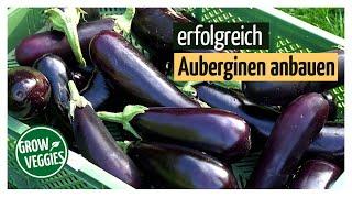 Successfully growing eggplants | Growing vegetables in the garden