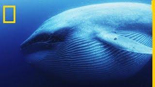 La baleine bleue est le plus grand tous les animaux