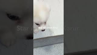 White Pomeranian puppies available in Star Aquarium Kamarajapuram North Karur