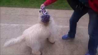 Daisy The Doodle in Training