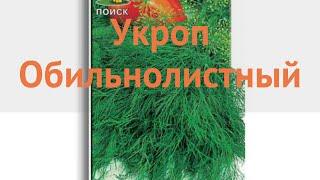 Укроп обыкновенный Обильнолистный (obilnolistnyy)  обзор: как сажать, семена укропа Обильнолистный